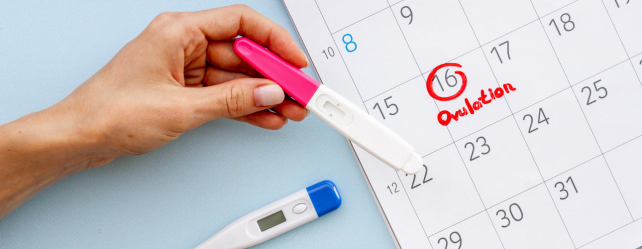 Tout savoir sur l’ovulation