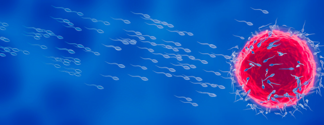 La fécondation: les principales étapes